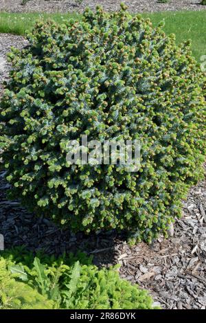 Sitka Spruce, Picea sitchensis „Tenas“ Stockfoto