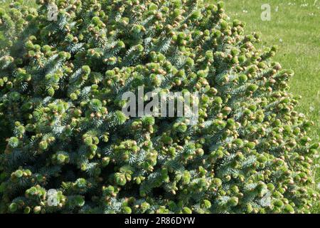 Picea sitchensis „Tenas“, Nadelholz, Frühling, Sprossen Sitka Spruce Gymnosperm, Nadeln, Pflanze, Nadelbaum Stockfoto