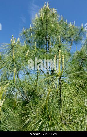 Bhutan Kiefer, Pinus wallichiana, Himalaya Weiße Kiefer, Baum, Zweige Stockfoto