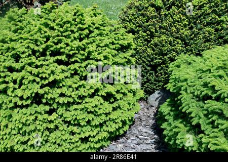 Picea abies „Nidiformis“, Norwegen Fichte, Low, Dense Tree und Picea abies „Compacta“ Stockfoto