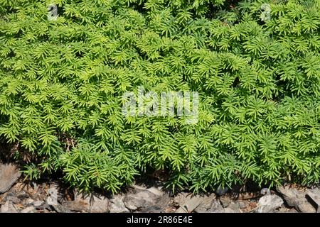 Norwegische Fichte, Picea abies 'Little Juwel' Spruce Laub Stockfoto