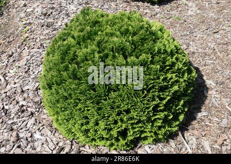 Lawson Cypress, Chamaecyparis lawsoniana „Nana“, Nadelholz, Kugelform, Baum, Dicht, Zwerg Stockfoto