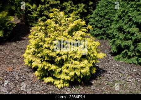 Lawson Cypress, Chamaecyparis lawsoniana, Garden, Port Orford Cedar, Chamaecyparis lawsoniana „Mini Nova“ Stockfoto