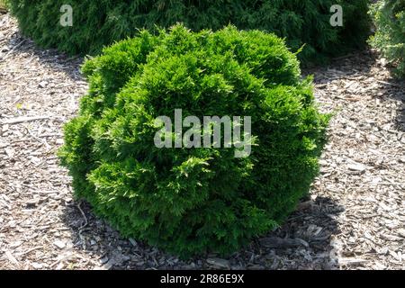 Lawson Cypress, Chamaecyparis lawsoniana „Green Globe“ Stockfoto