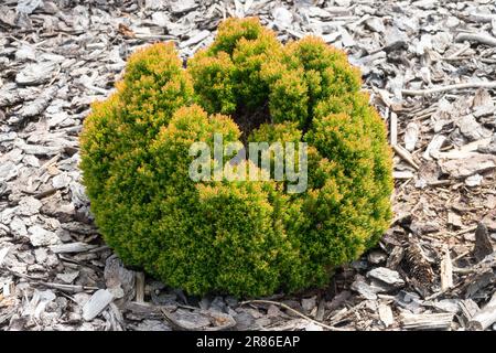 Thuja 'Teddy' Thuja occidentalis 'Teddy' Sphärische Form Zwerg Thuja Arborvitae Junges Exemplar Ball Nadel Zwerg Baum Thuja dichte Globe Form Stockfoto