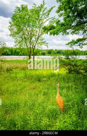 Sandhill Crane in der Nähe des Kensigton Lake in Michigan Stockfoto