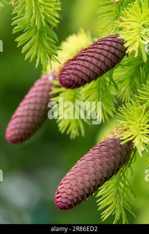 Picea abies „Aurea“, Picea Cones, Norwegen Fichtenkonen Stockfoto
