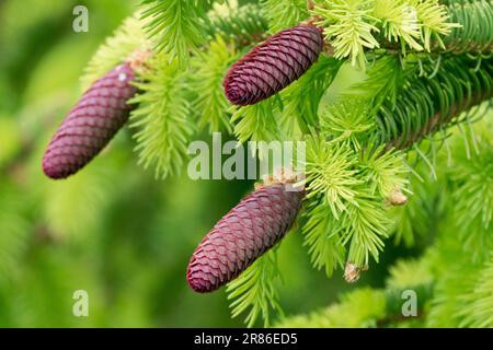 Picea abies „Aurea“ Norway Fichte Cones Picea abies Cones Spruce Stockfoto