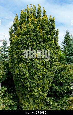 Englische Eibe, Taxus baccata David Dense, Kolumnar, Baum Stockfoto