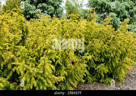 Taxus baccata Hedge English Yew Taxus Hedge hrubby Taxus baccata 'Dovastonii Aurea' Europäische Eibenzweige Common Yew Spring Bright Yellow Taxus Stockfoto