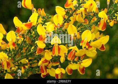 Scotch Besen, Cytisus scoparius „Firefly“ Stockfoto