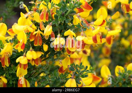 Cytisus 'Firefly', Scotch Broom Stockfoto