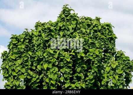 Cornus sanguinea „Compressa“, dicht, Hundewald, Laub, Garten, Sträucher dichte Blätter dichte Laub Stockfoto