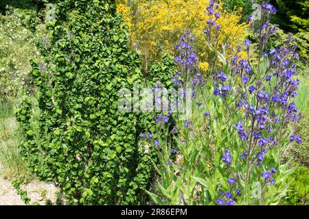 Anchusa azurea „Dropmore“, Cornus sanguinea „Compressa“, Gartenszene im Juni Stockfoto