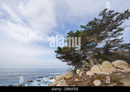 Geisterbäume am Pescadero Point am 17 Mile Drive, kalifornische Küste Stockfoto