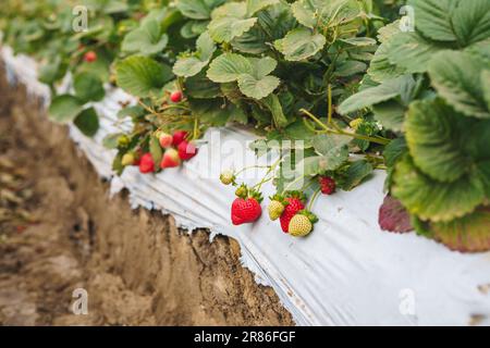 Erdbeerfeld. Beeren aus der Nähe. Frische reife Bio-Erdbeeren, Erntesaison, Santa Barbara County, Kalifornien Stockfoto