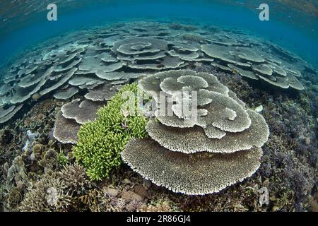 Im Komodo-Nationalpark, Indonesien, gedeihen Korallen, die sich auf Riffen aufbauen. Diese Region ist die Heimat einer außergewöhnlichen marinen Artenvielfalt. Stockfoto
