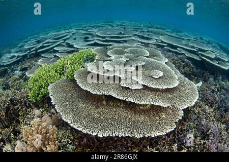 Im Komodo-Nationalpark, Indonesien, gedeihen Korallen, die sich auf Riffen aufbauen. Diese Region ist die Heimat einer außergewöhnlichen marinen Artenvielfalt. Stockfoto