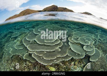 Im Komodo-Nationalpark, Indonesien, gedeihen Korallen, die sich auf Riffen aufbauen. Diese Region ist die Heimat einer außergewöhnlichen marinen Artenvielfalt. Stockfoto