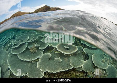 Im Komodo-Nationalpark, Indonesien, gedeihen Korallen, die sich auf Riffen aufbauen. Diese Region ist die Heimat einer außergewöhnlichen marinen Artenvielfalt. Stockfoto