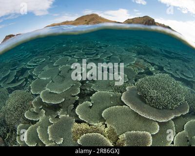 Im Komodo-Nationalpark, Indonesien, gedeihen Korallen, die sich auf Riffen aufbauen. Diese Region ist die Heimat einer außergewöhnlichen marinen Artenvielfalt. Stockfoto