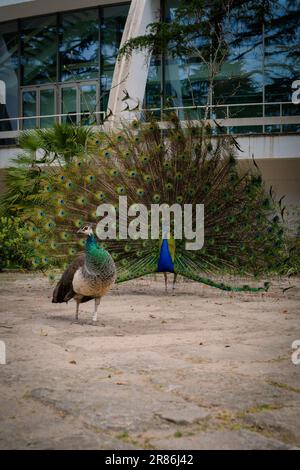 Ein wunderschöner Pfau, der dem Weibchen seinen Schwanz zeigt. Stockfoto