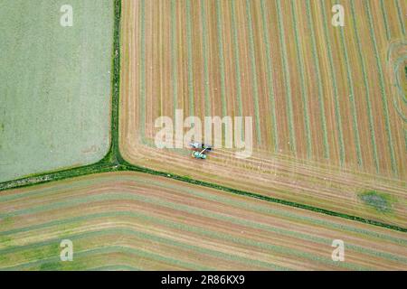 Herstellung von Silage in einer Milchfarm auf den Orkneys mit einem selbstfahrenden John Deere-Erntemaschine, der einen Anhänger füllt, der von einem John Deere-Traktor gezogen wird. Schottland Stockfoto