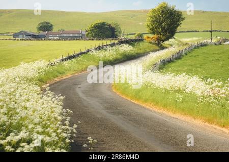 Gewundene Landstraße zu einem ländlichen Bauernhaus durch die sanfte Landschaft des Lomond Hills Regional Park, Fife, Schottland, Großbritannien, während eines sonnigen Sommers da Stockfoto