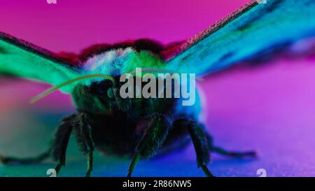 Nächtlicher Schmetterling - Saturnia Pyri, riesige Pfauenmotte unter farbenfrohem Neonlicht Stockfoto