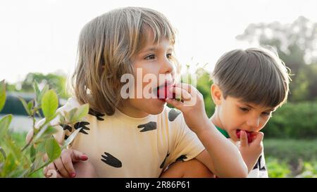 Süße kleine Jungs, die Erdbeeren im Garten essen. Geschwister essen Beeren aus dem Busch Stockfoto