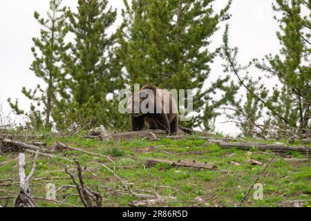 Grizzly Bear 815 (Obsidianische Sau), Yellowstone Stockfoto