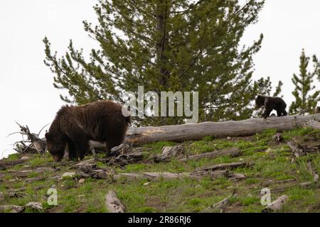Grizzly 815 (Obsidianische Sau) und Jungen, 2023 Stockfoto