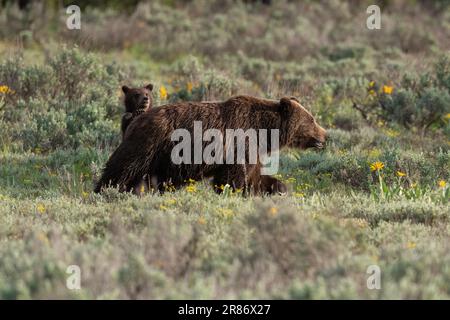 Grizzlybär 399 und ihr Junges im Juni 2023 Stockfoto