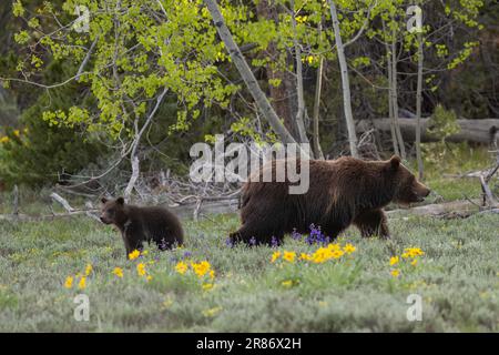 Grizzlybär 399 und ihr Junges im Juni 2023 Stockfoto