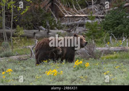 Grizzlybär 399 und ihr Junges im Juni 2023 Stockfoto