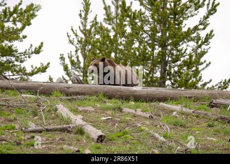 Grizzlybär auf dem Hügel, Yellowstone Stockfoto