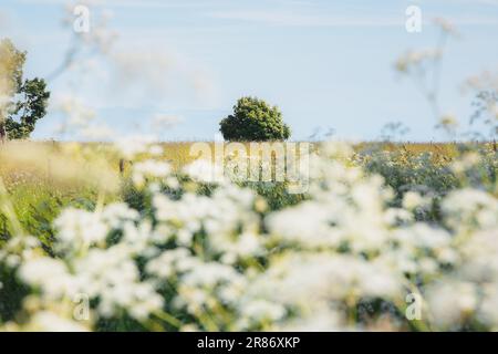 Ein einsamer Eschenbaum auf einer Sommerwiese mit langem Gras und wilder Petersilie (Anthriscus sylvestris) oder Queen Anne's Lace an einem sonnigen Tag in Fife, Schottland, U Stockfoto