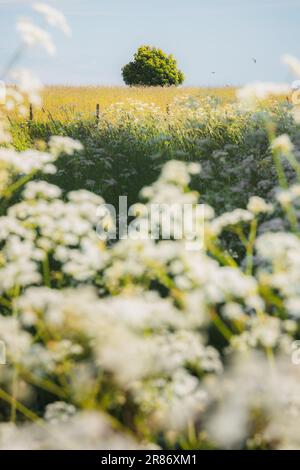 Ein einsamer Eschenbaum auf einer Sommerwiese mit langem Gras und wilder Petersilie (Anthriscus sylvestris) oder Queen Anne's Lace an einem sonnigen Tag in Fife, Schottland, U Stockfoto