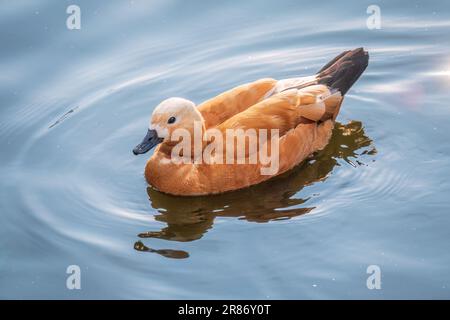 Ruddy Shelduck, oder rote Ente, lat. Tadorna ferruginea, Schwimmen auf einem See. Es ist Wasservögel Familie von Enten, ähnlich wie die gemeinsame. Der Vogel hat einen Orang Stockfoto