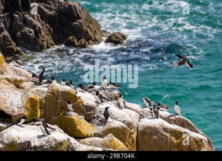 Razorbill „Alca torda“ und Guillemot „Uria aalge“ Seevögelkolonie auf Felsen auf Great Saltee Island, Wexford. Atlantik im Hintergrund. Irland Stockfoto