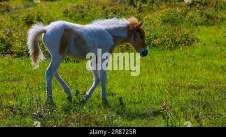 Wilde Ponys aus den Grayson Highlands Stockfoto