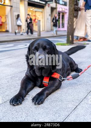 Porträt des schwarzen Labrador Retriever. Hund liegt auf dem Boden. Straßenszene Stockfoto