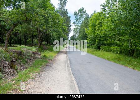 Eine junge Pilgerin, die auf dem Weg des heiligen james spaziert. Camino de Santiago Stockfoto