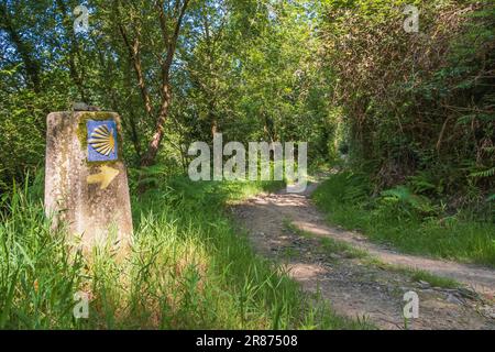 Wegweiser des Saint James. Der Waldweg auf dem Camino de Santiago markiert Muscheln für Pilger zur Kathedrale von Santiago de Compostela Stockfoto