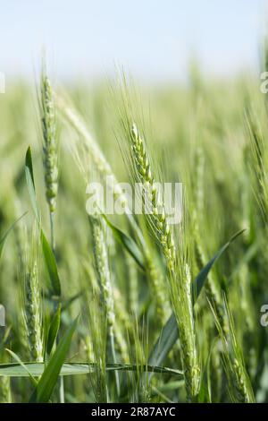 Grüne Ähren von landwirtschaftlichem Weizen im Sommer mit Blättern Stockfoto