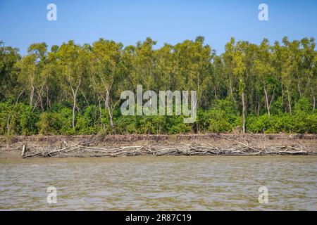 Küstenmangrovenwälder in Dhal Chhar. Dhal Char ist eine der zahlreichen Inseln im Delta des Meghna-Flusses im größeren Ganges-Delta. Bho Stockfoto
