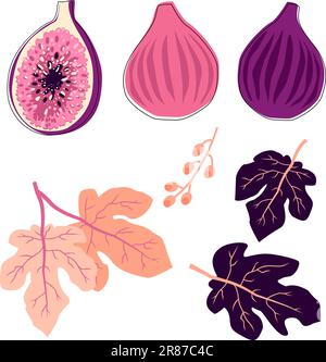 Tropische Sommerfrüchte für einen gesunden Lebensstil. Feige, lila ganze Frucht und halbe. Vektordarstellung flaches Cartoon-Symbol isoliert auf weiß. Stock Vektor