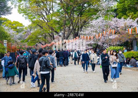 Japan Sakura Ueno Park in Tokio, Menschen, die durch den Park spazieren und Kirschblüten und Bäume bewundern, Japan, Asien,2023 Stockfoto