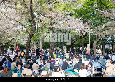 Japanische Kirschblüte im Ueno-Park am 2023. April beim Picknick Hanami, Tokio, Japan, Asien Stockfoto