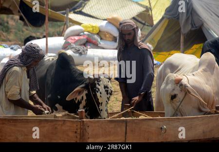 19. Juni 2023, Islamabad, Pakistan: Opfertiere zum Verkauf werden auf einem Markt vor dem muslimischen Festival von Eid al-Adha ausgestellt. Eid al-Adha ist einer der heiligsten muslimischen Feiertage des Jahres. Es ist die jährliche muslimische Pilgerfahrt, bekannt als Hajj, um Mekka zu besuchen. Während Eid al-Adha schlachten Muslime ein Tier und teilen das Fleisch in drei Teile: Einen für die Familie, einen für Freunde und Verwandte und einen für die Armen und Bedürftigen. Händler entladen Rinder aus einem Truck auf einem Viehmarkt, der für das bevorstehende muslimische Opferfest von Eid al-Adha eingerichtet ist (Kreditbild: © Raja Imran/Pacific Press V Stockfoto